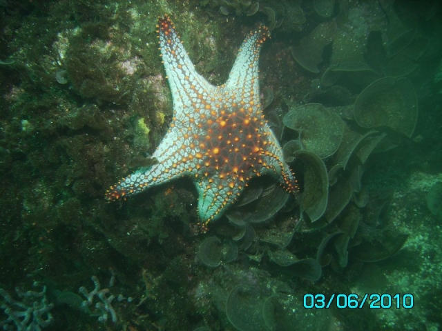 Estrella de Mar
